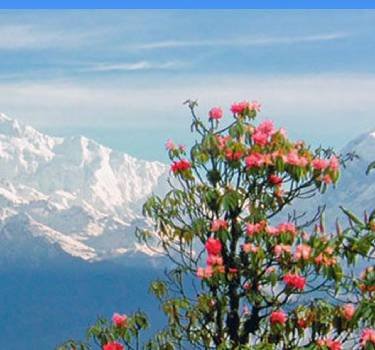 Barsey Rhododendron Sanctuary- Nearby Sightseeing From Yangzi Homestay Gorkhey Darjeeling